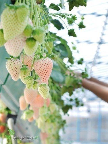 Zestaw Truskawka Biała Ananasowa FRIGO 10szt.