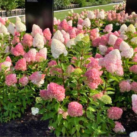 Hortensja bukietowa Pink Rose (C2)