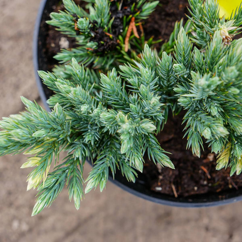 Jałowiec łuskowaty Floreant