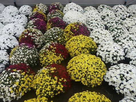 Chryzantema drobnokwiatowa Jasoda Red sadzonki w doniczce P11