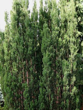 Cis pośredni Hatfieldi