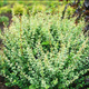 Berberys Thunberga Silver Beauty (P9)