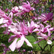 Magnolia Susan (C2)