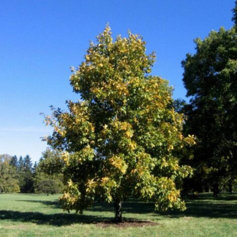 Orzesznik pięciolistkowy (C2)