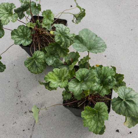 Żurawka amerykańska Dale's Strain (C2)