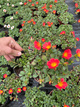 Portulaka zwisająca pomarańczowa