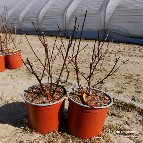 Pęcherznica kalinolistna Midnight (C2)