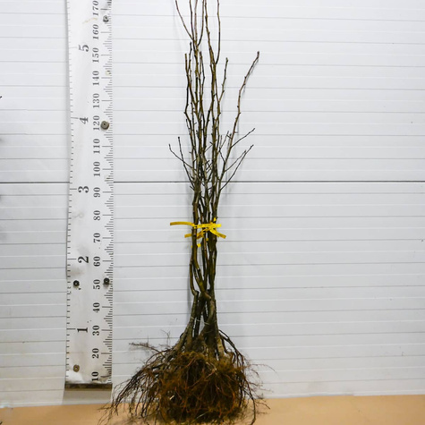 Grusza Dicolor Plant Pack