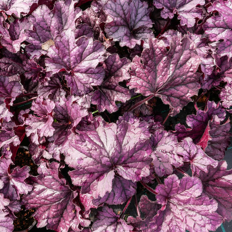 Żurawka ogrodowa Forever Purple (C2)