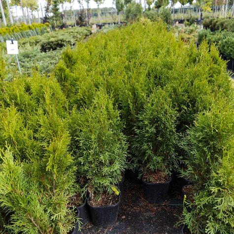 Thuja Tuja Żywotnik Smaragd Zielona zimą (C2)