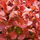 Berberys Thunberga Orange Rocket (C2)