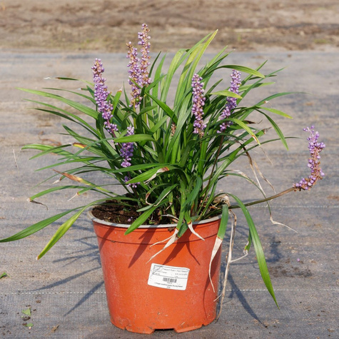 Liriope szafirkowata Big Blue (C2)