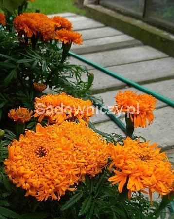 Aksamitka wyniosła, wzniesiona Pollux Orange 0,2g