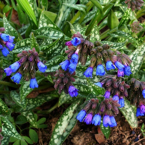 Miodunka wąskolistna Azurea (C2)