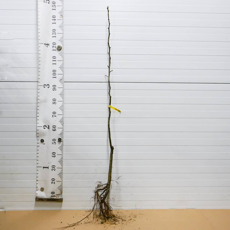 Grusza Dicolor Plant Pack