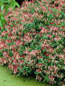 Wiciokrzew pomorski Serotina (C2)