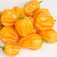 Papryka ostra Habanero Yellow 0,2g