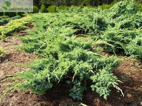 Jałowiec łuskowaty Blue Swede (C2)