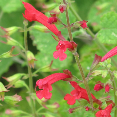 Szałwia Hot Trumpets (C2)