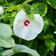 Hibiskus bylinowy Nippon White (C2)