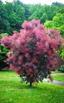 Perukowiec podolski forma pienna (C2)