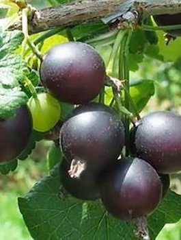 Porzeczkoagrest na pniu Plant Pack