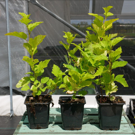 Pęcherznica kalinolistna Angel Gold (P9)