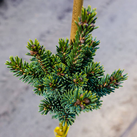 Świerk biały Cecilia szczepiony Pa80cm