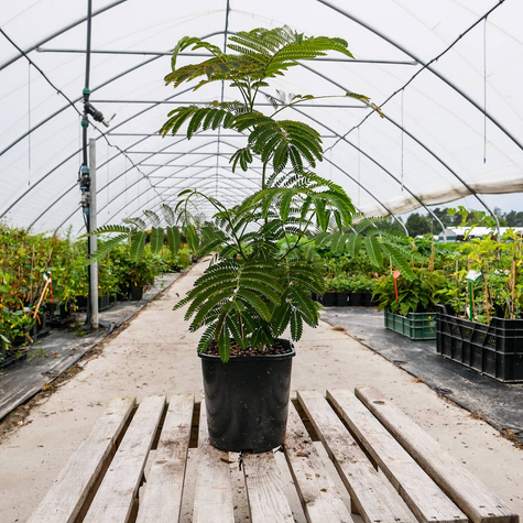 Albicja jedwabne drzewo Rosea (C2)