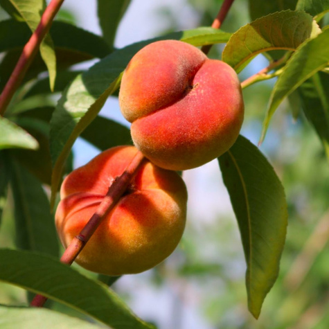 Brzoskwinia Sendwich weiss Plant Pack