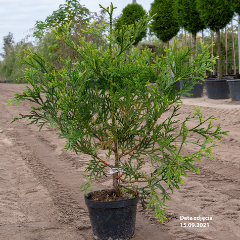 Żywotnikowiec japoński (C2)