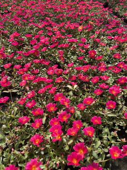 Portulaka zwisająca różowa