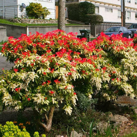 Pieris japoński Mountain Fire (C2)
