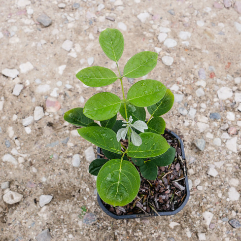 Makia amurska Maackia amurensis