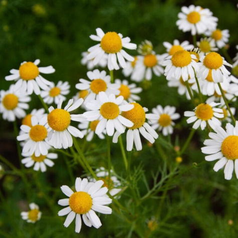 Rumianek pospolity 0,5g