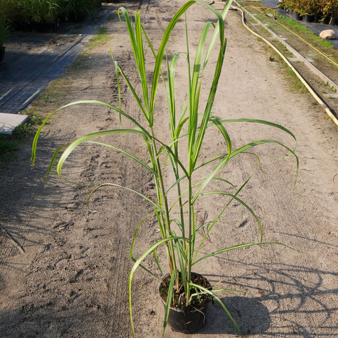 Miskant kwiecisty Jubilaris