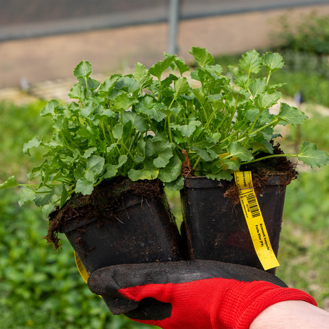 Dzwonek karpacki Perla Blue (C2)