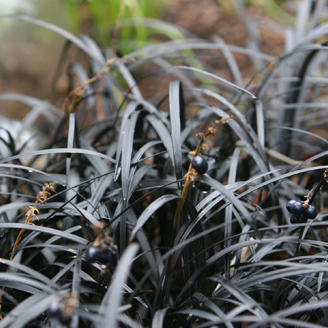 Konwalnik płaskopędowy Niger konwalik (C2)