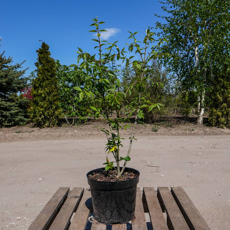 Trzmielina oskrzydlona (C2)