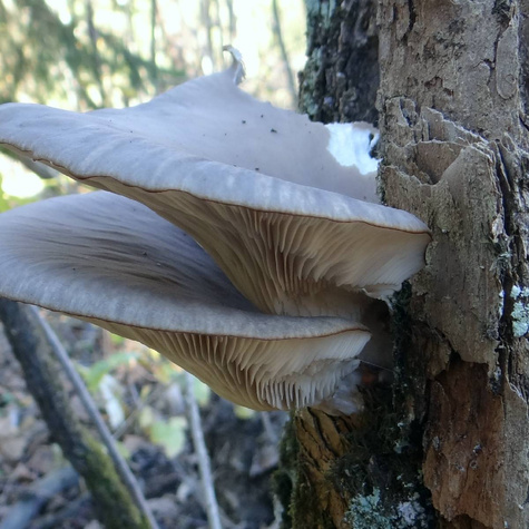 Boczniak ostrygowaty Professional 1l Pleurotus ostreatus