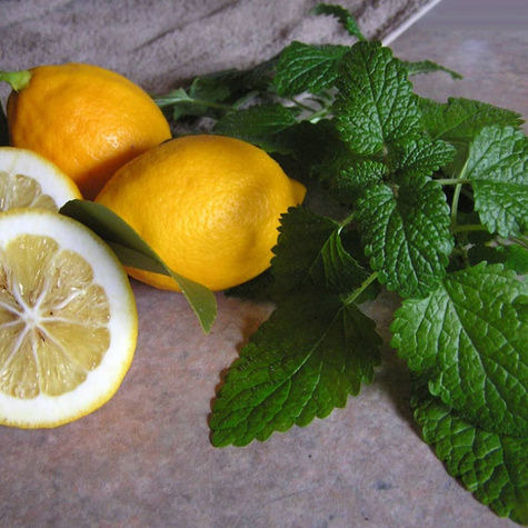 Miniogródek Melisa lekarska Vilmorin 0,3g