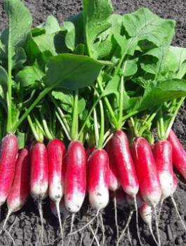 Rzodkiewka Mila wczesna 10g