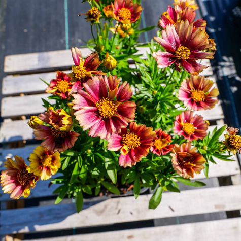 Nachyłek wielkokwiatowy Solanna Sunset Burst