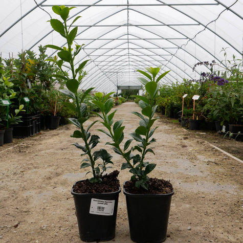 Ostrokrzew Hachfee Żeński (C2)