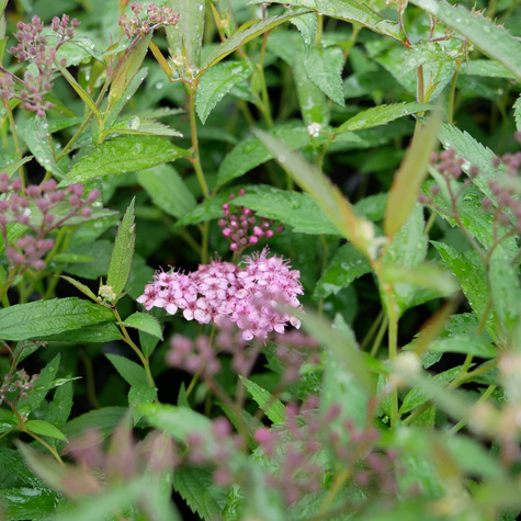 Tawuła japońska 'Neon Flash' (C2)