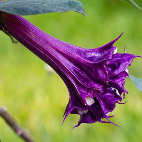 Bieluń Surmikwiat Datura Ballerina 5szt