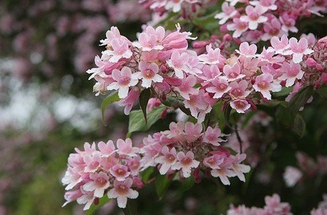 Kolkwicja chińska 'Pink Cloud' (C2)