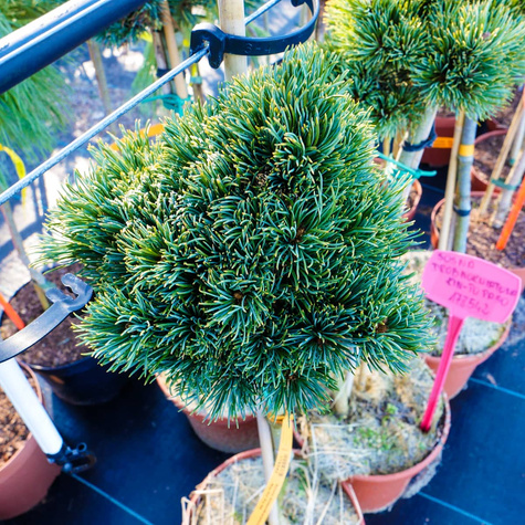 Sosna drobnokwiatowa ‘Kin-Po’ Pa 50