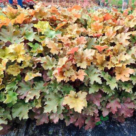 Żurawka ogrodowa Marmalade Bursztynowa (C2)