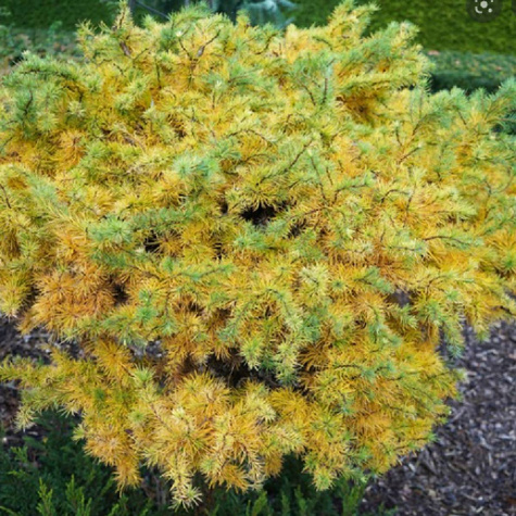 Modrzew europejski Little Bogle Pa100